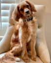 Puppy For Sale Premier Pups Puppy For Sale Premier Pups