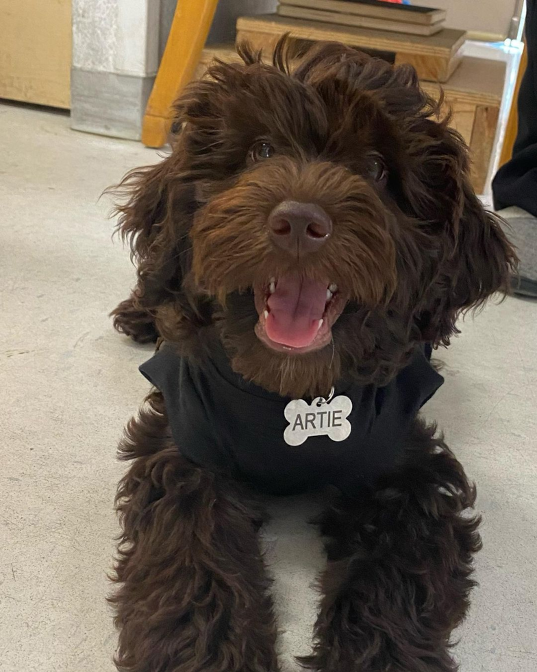 dark chocolate mini goldendoodle dog with wavy hair sitting on the floor