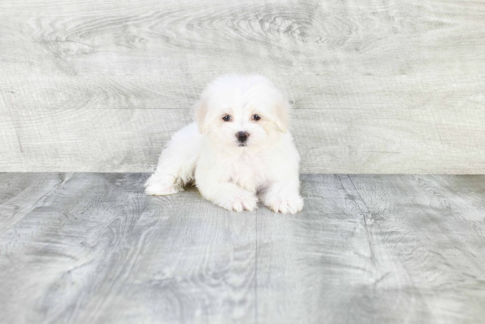 Hypoallergenic Maltese Poodle Poodle Mix Puppy