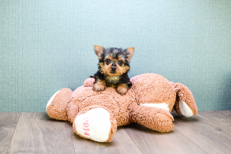 Meet Teacup-Joey - our Yorkshire Terrier Puppy Photo 