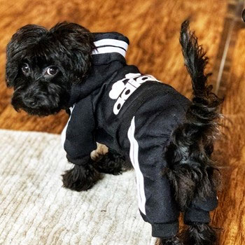 black yorkie poo dog wearing a black and white dog outfit