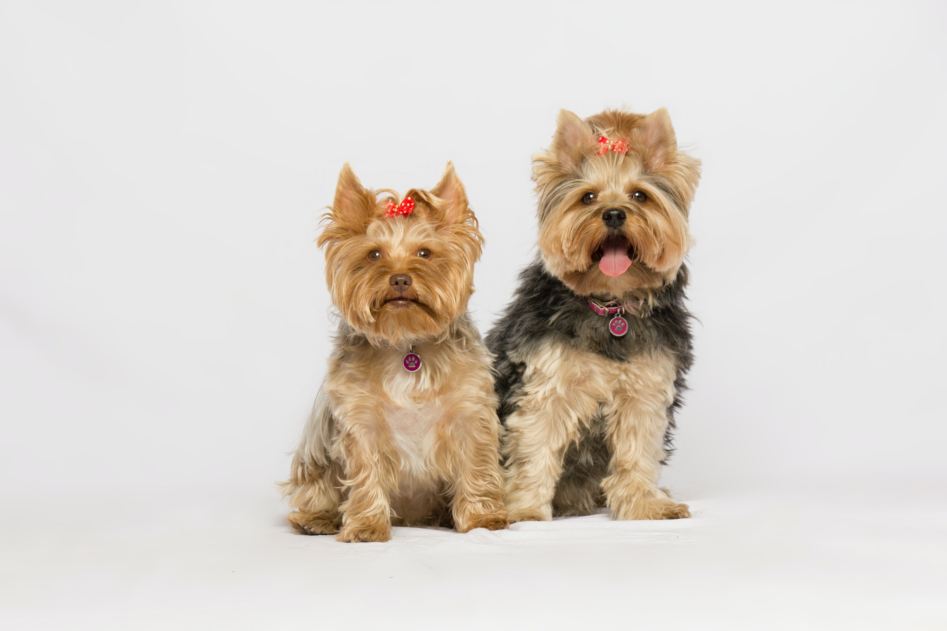 black and brown yorkshire terrier dogs