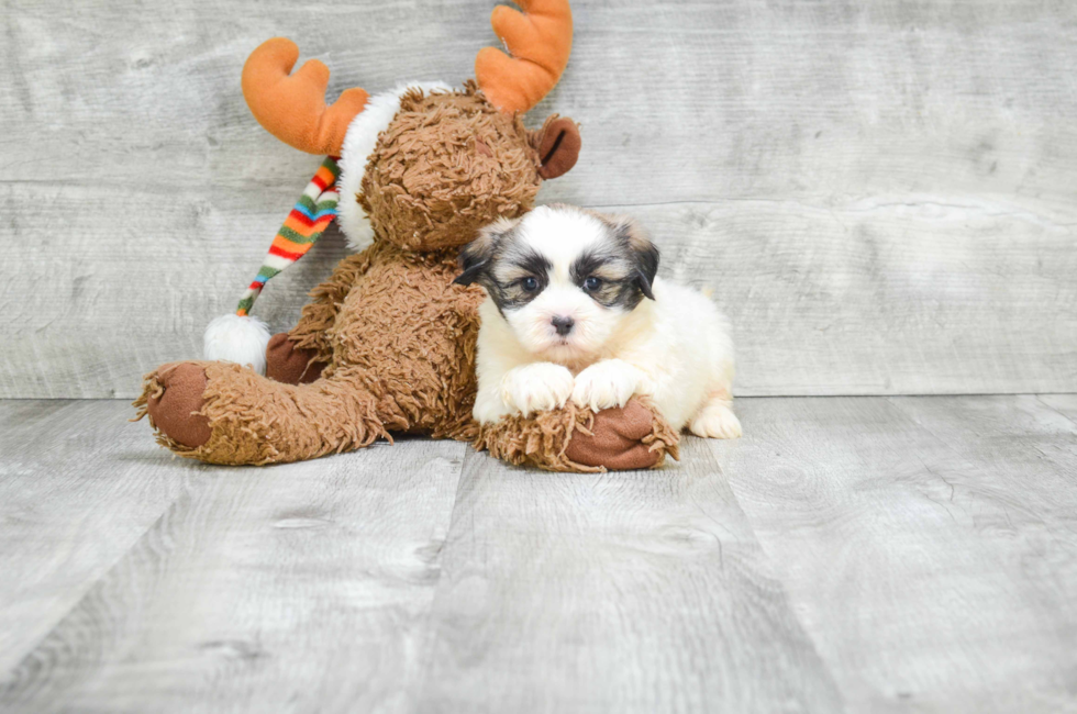 Teddy Bear Puppies For Sale Shichon puppies for sale in Ohio