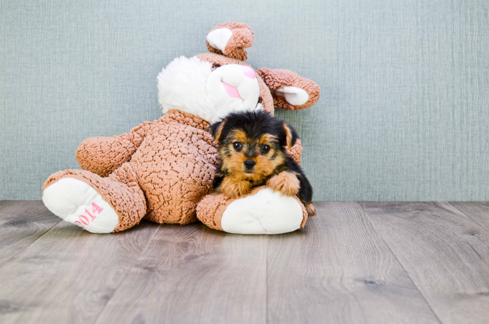 9 week yorkie puppy weight akc yorkie puppies for sale buy teacup terrier pups 9 week yorkie puppy weight akc yorkie puppies for sale buy teacup terrier pups