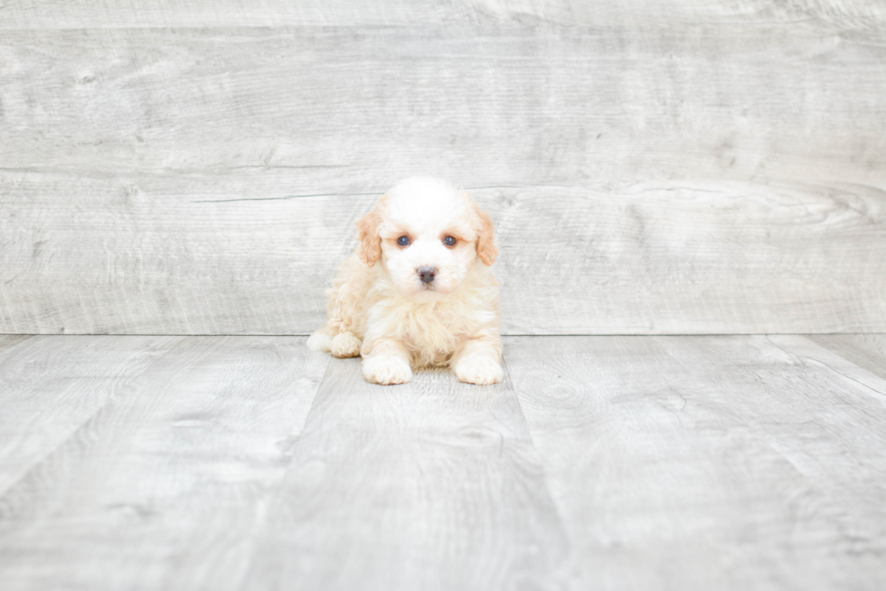 image of a small tan mini bernedoodle puppy 