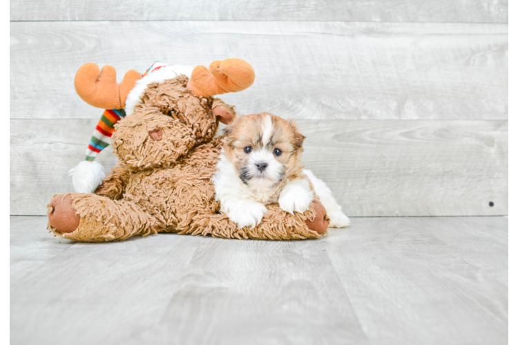 teddy bear puppy