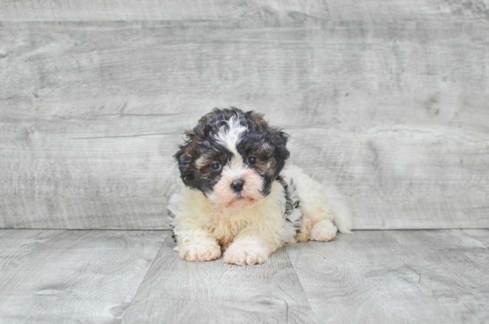 8 week old teddy bear puppies