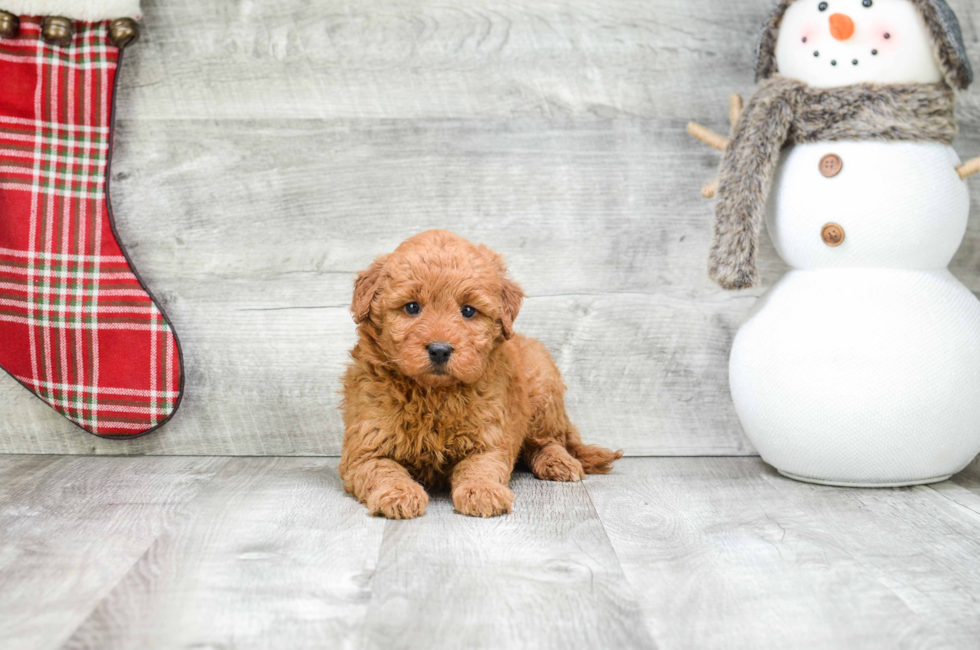 Miniature Goldendoodle puppies for sale | Mixed small ...