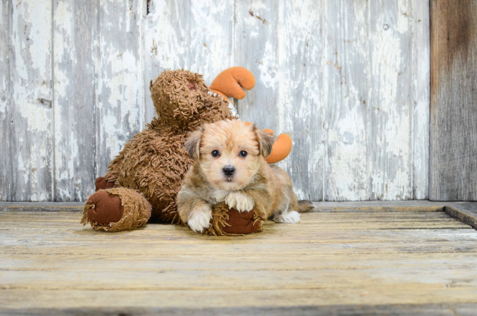 Premier Pups for sale in Ohio Buy or adopt a puppy breed on Premier Pup