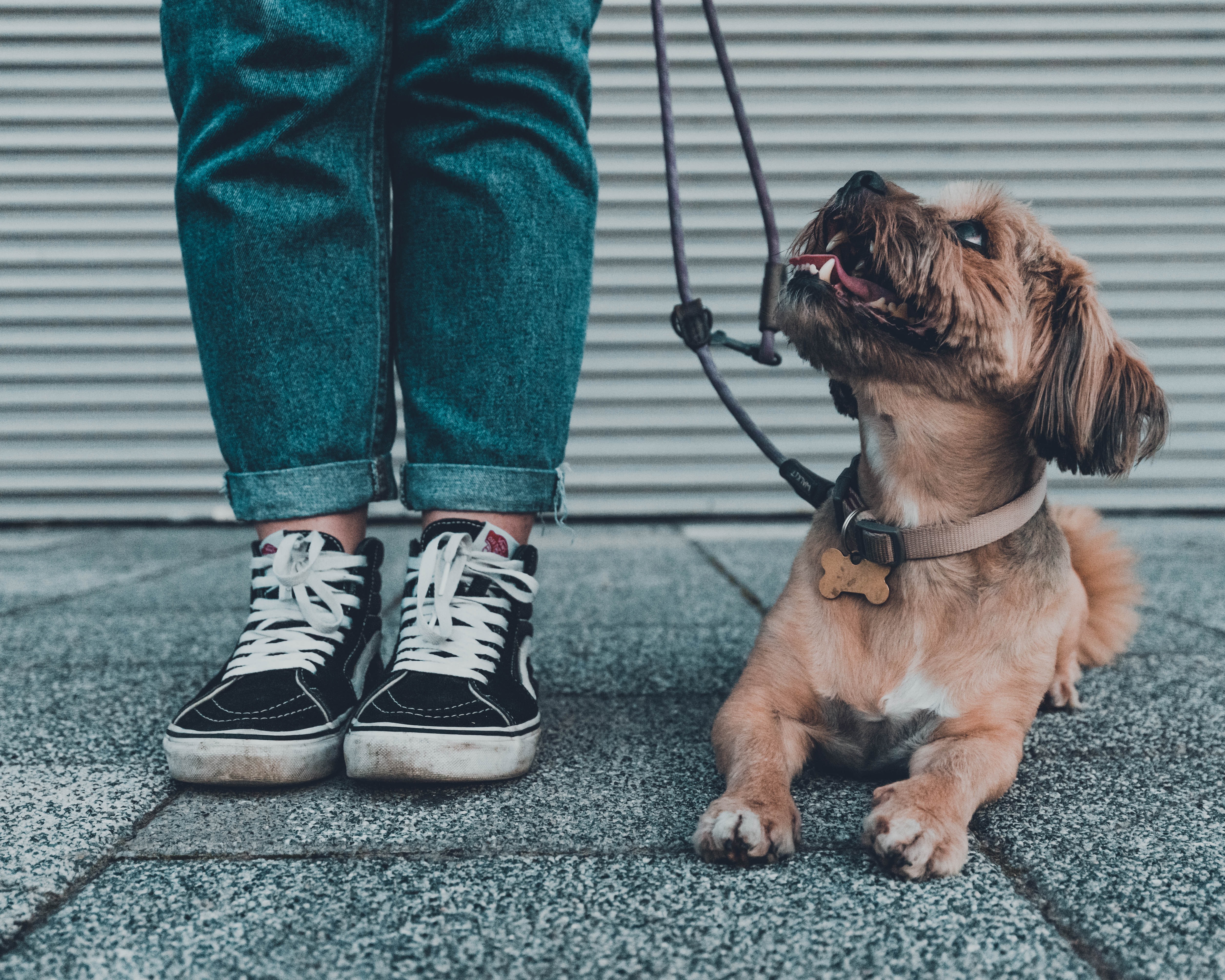 dog wearing a collar and leash heeling next to a human