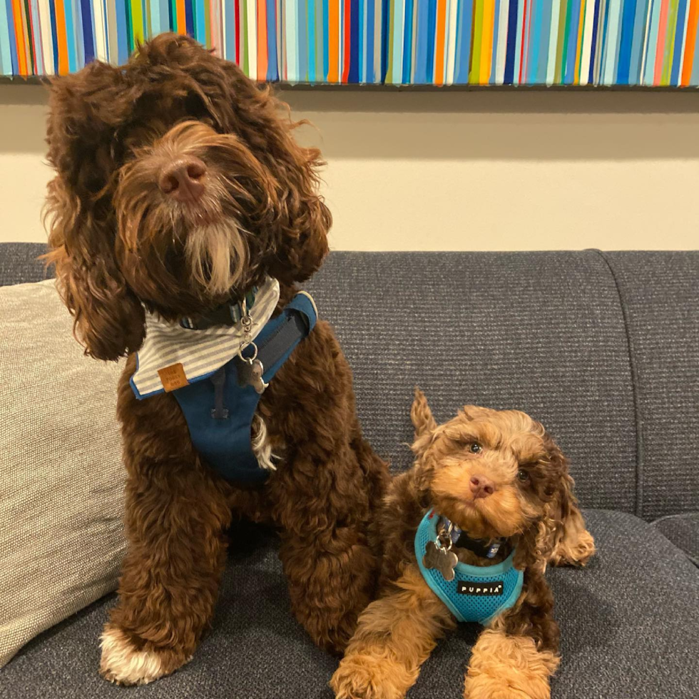 two cockapoos on a couch - are cockapoos good dogs premier pups