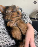 Sweet Yorkie Purebred Pup