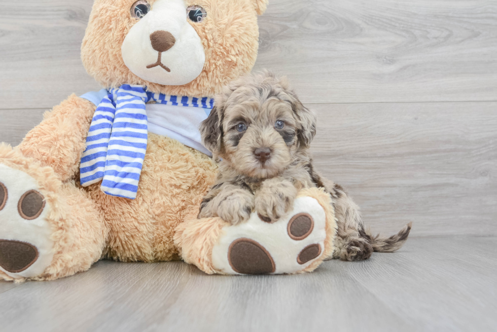adorable merle puppy goldendoodle mini for sale at premier pups