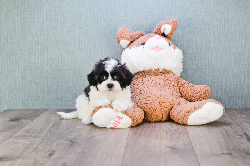 where can i buy a teddy bear puppy