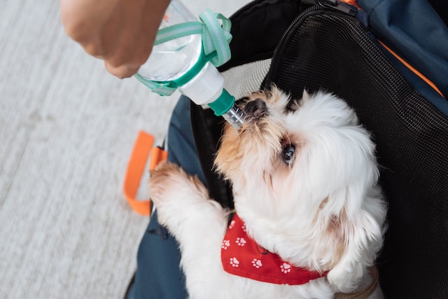 maltese dog drinking from portable water dispenser for dogs