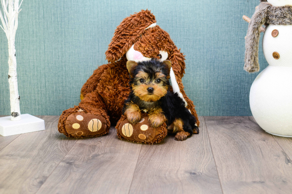 Meet Micro-Teacup-Trigger - our Yorkshire Terrier Puppy Photo 