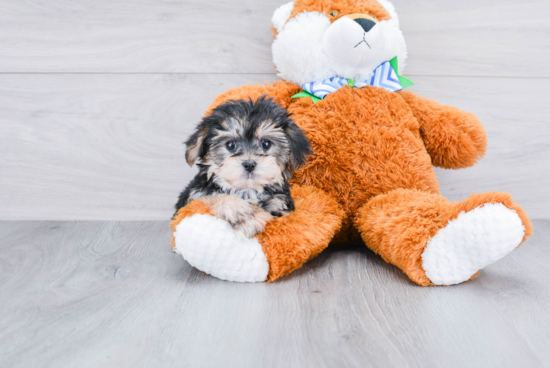 Morkie Puppy for Adoption