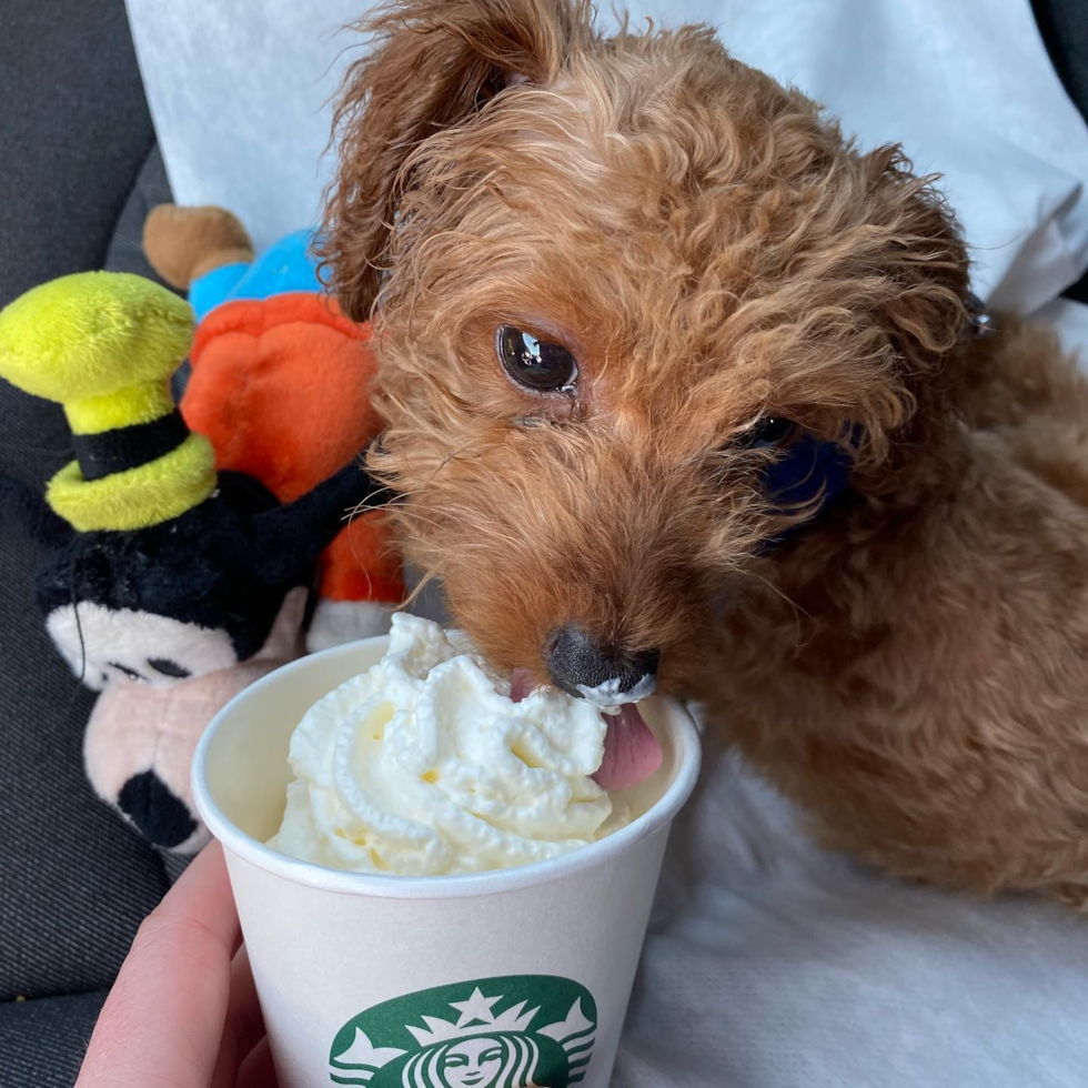 full grown teacup cockapoo eating from a pup cup