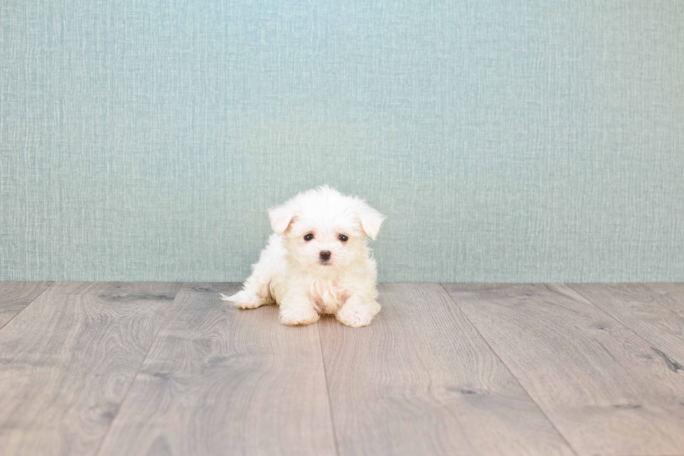 Small Maltese Purebred Pup