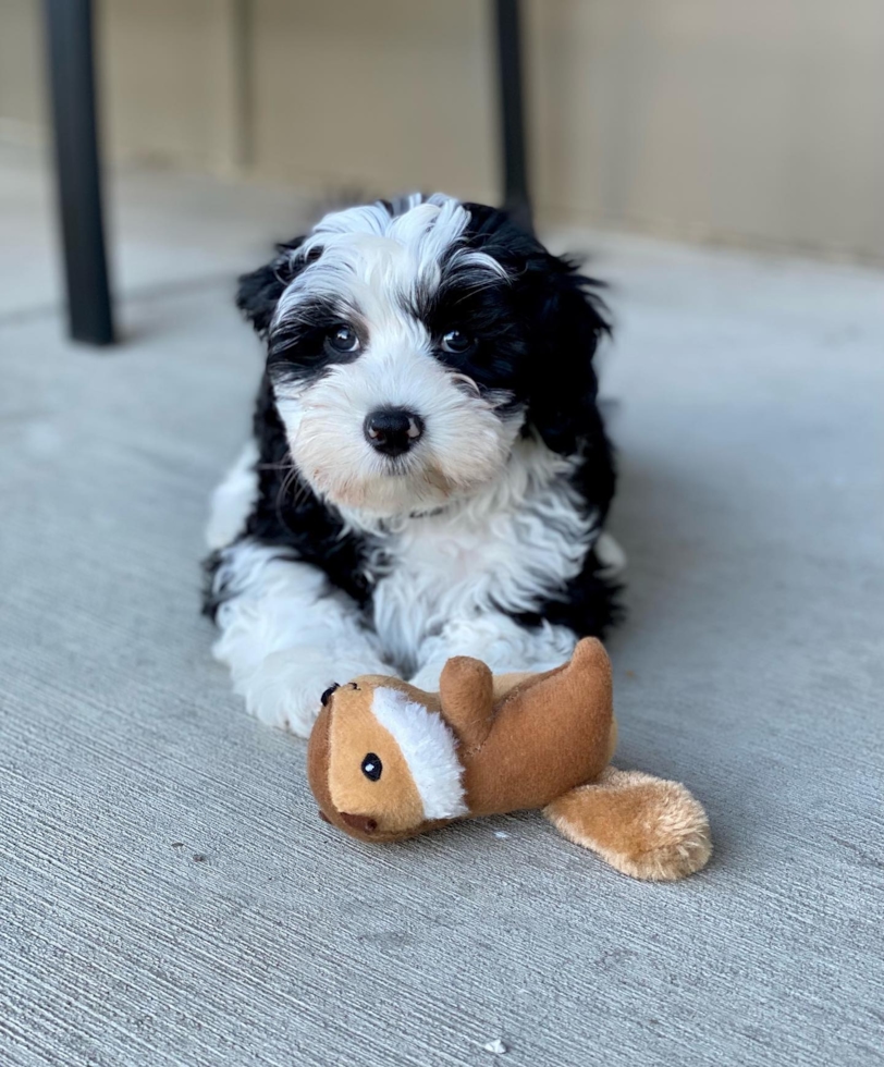 Affectionate Mini Sheepadoodle puppy showcasing its kind demeanor