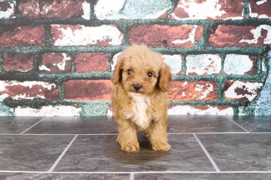 Best Cavapoo Baby