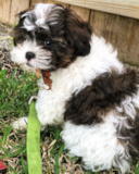 Shih Poo Being Cute