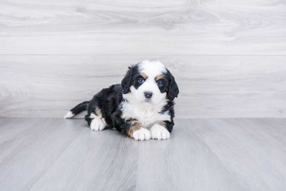 Meet Bree - our Mini Bernedoodle Puppy Photo 1/3 - Premier Pups