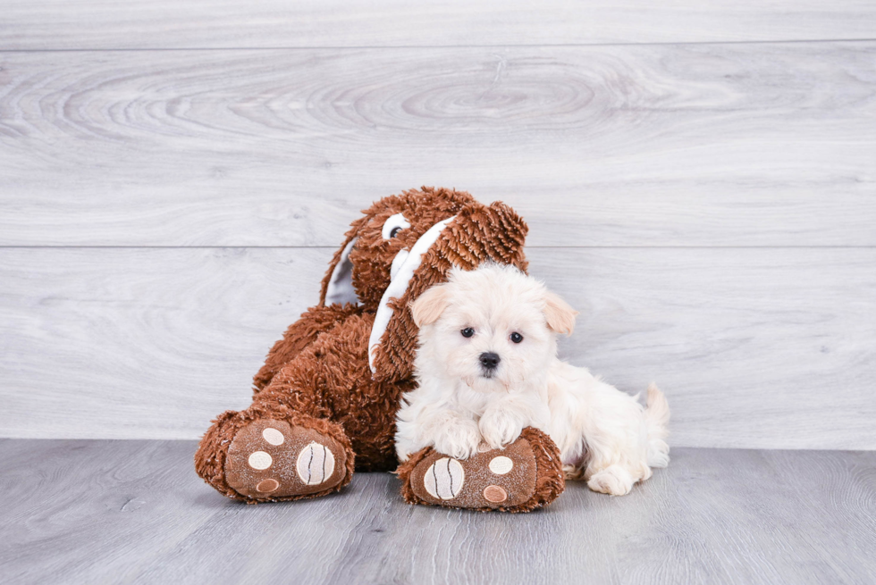 Meet Carrie - our Maltipoo Puppy Photo 1/4 - Premier Pups