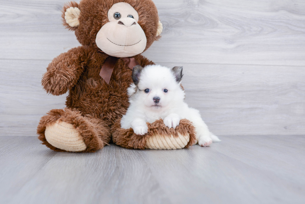 Meet Domino - our Pomeranian Puppy Photo 2/3 - Premier Pups