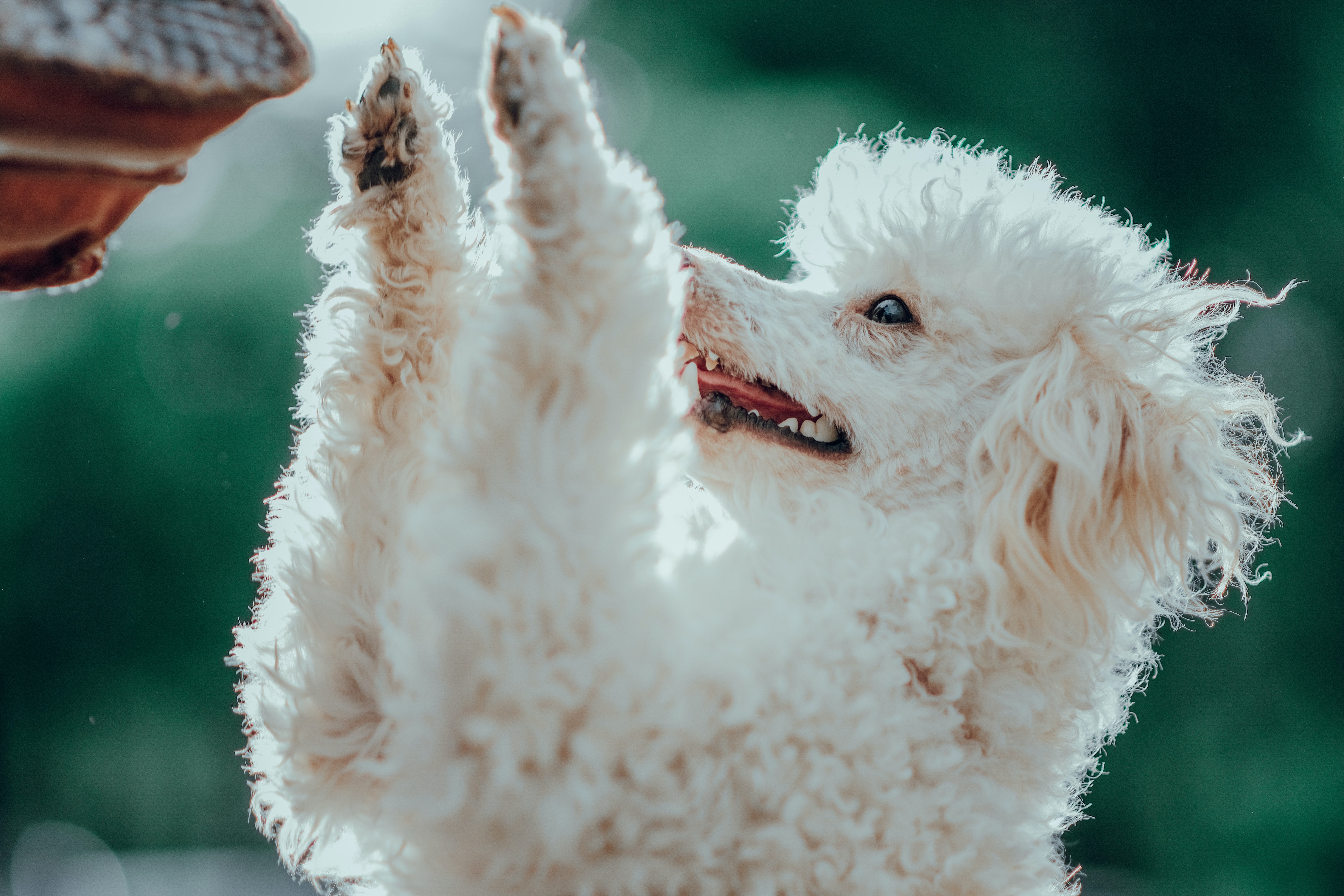 white poodle holding its paws up