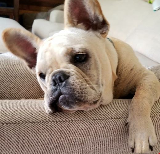 lilac fawn French Bulldog adult