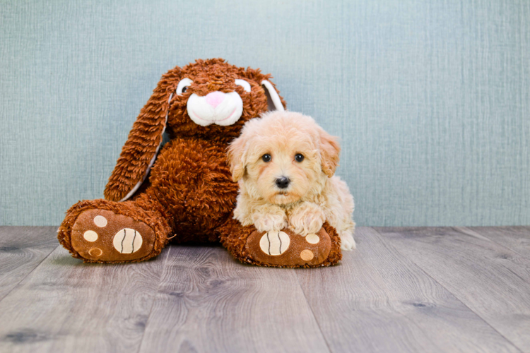 TEACUP CAVAPOO PUPPY