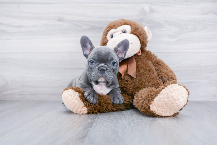 Meet Buster - our French Bulldog Puppy Photo 1/4 - Premier Pups