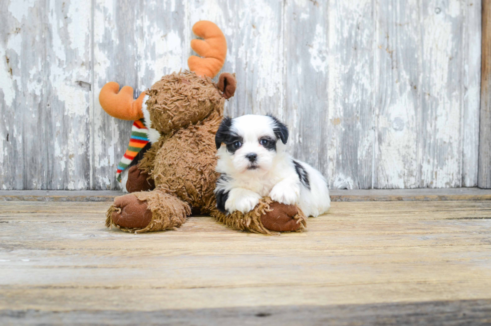 teddy bear puppy dogs for sale