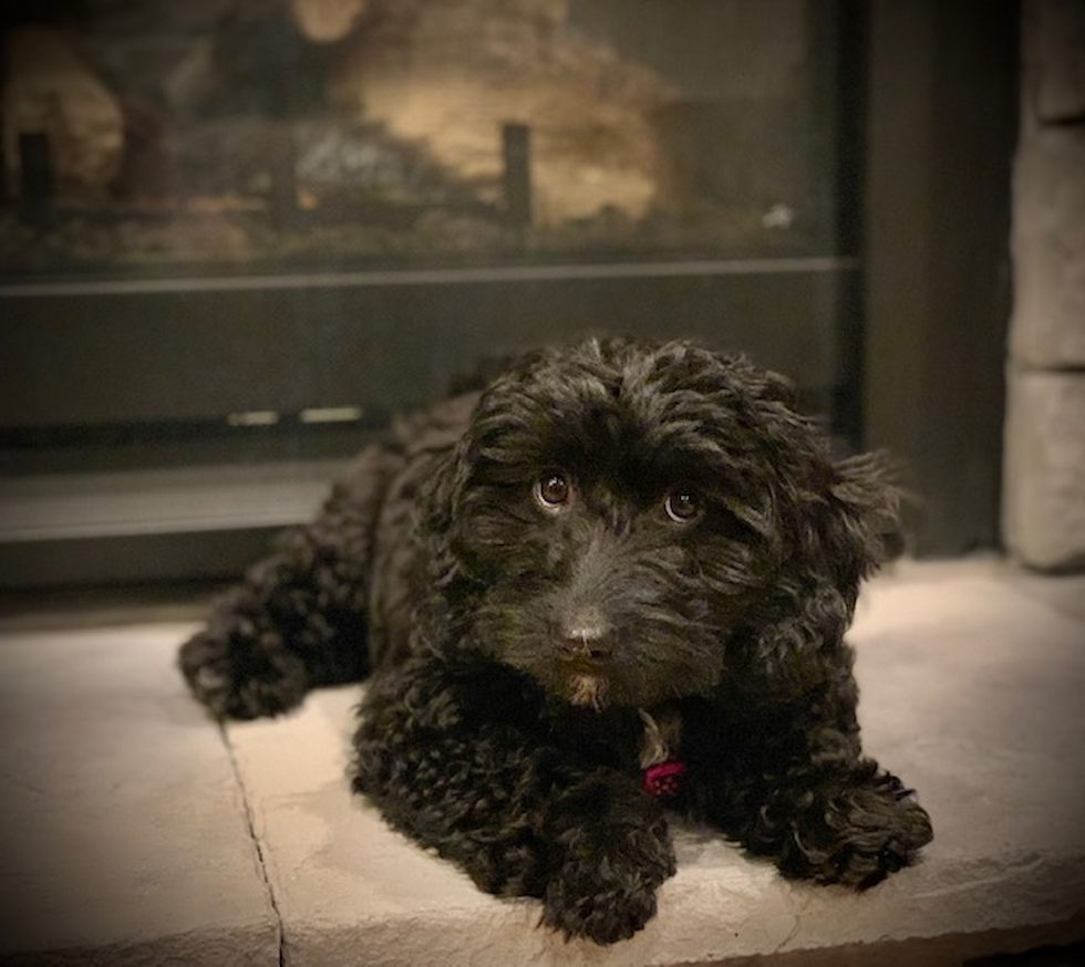 black mini goldendoodle with curly hair - mini black goldendoodle