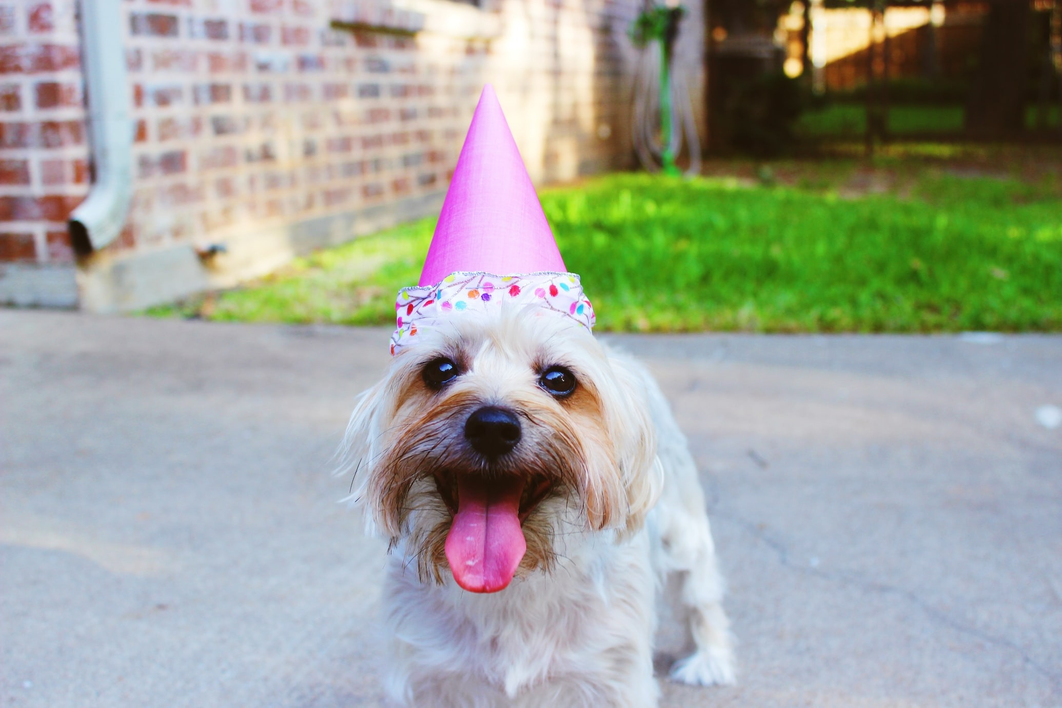 happy dog with party hat