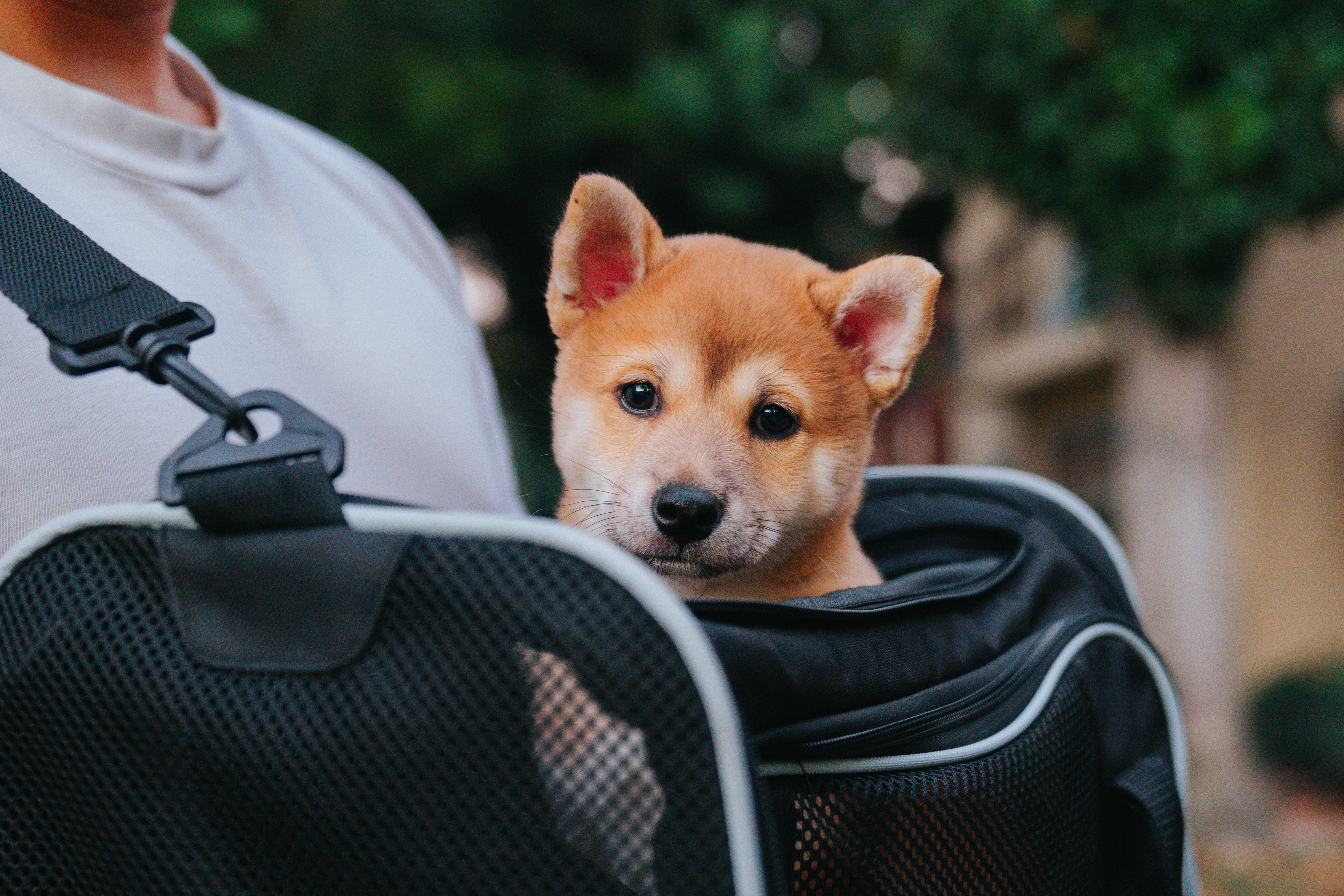 person carrying a bag with an orange puppy inside