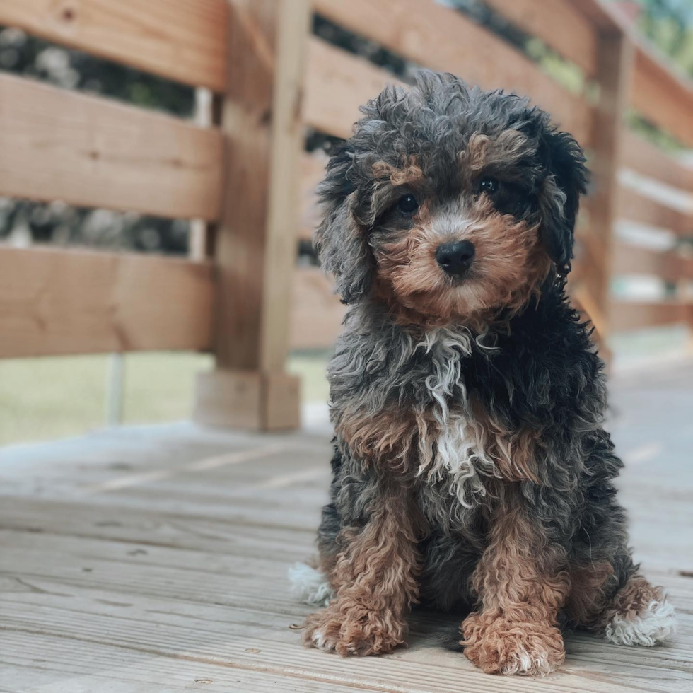 curly haired f1b mini bernedoodle sitting on a porch - f1b mini bernedoodle with curly coat
