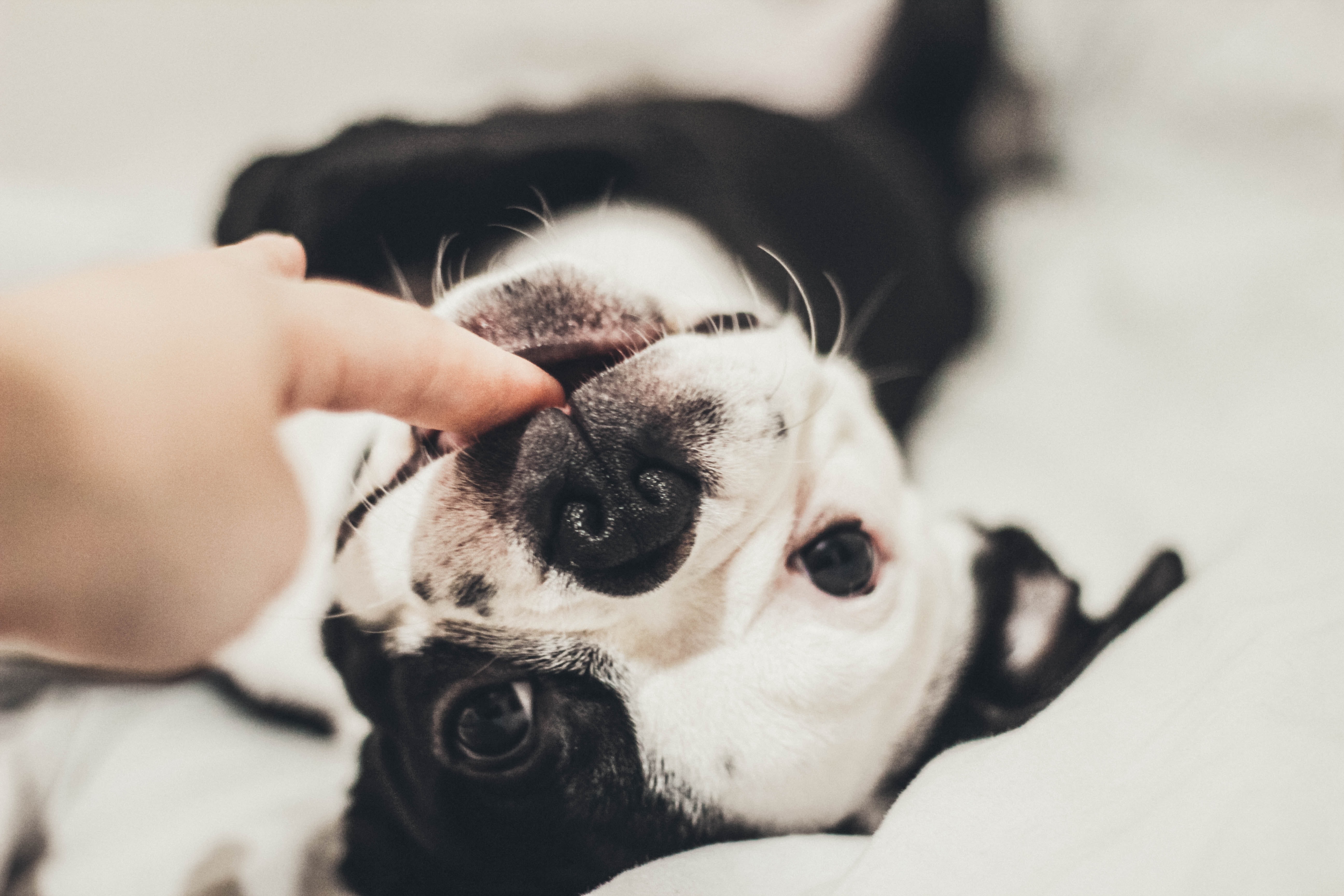 Boston terrier puppy biting a human finger in a playful way