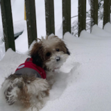 Puppy For Sale Premier Pups Poochon Being Cute