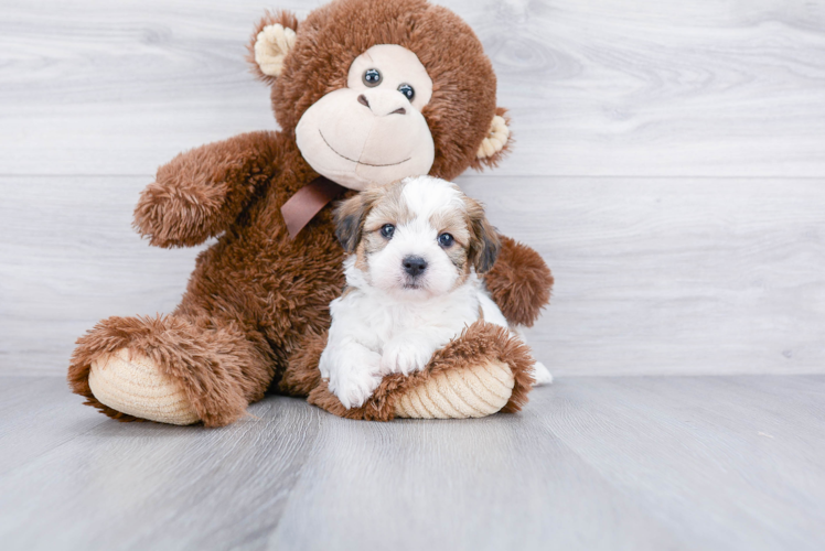 Meet Ned - our Teddy Bear Puppy Photo 1/3 - Premier Pups