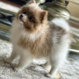 Pomeranian Being Cute