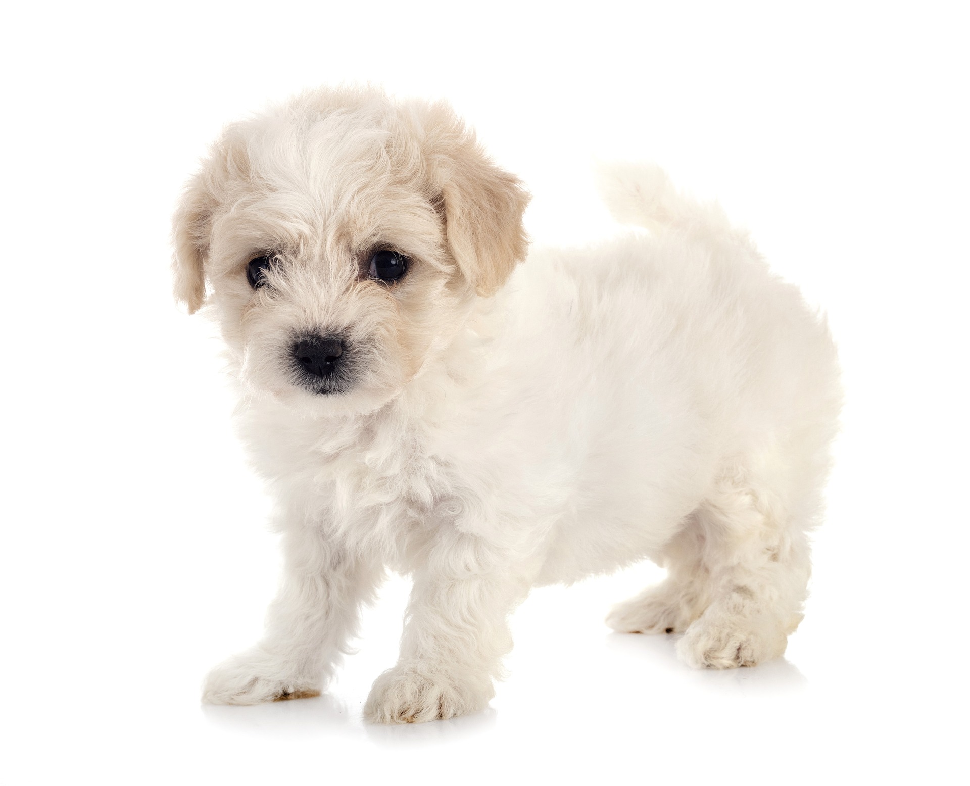 teacup maltese on a white background