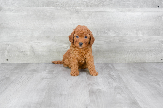 Mini Goldendoodle Puppy for Adoption