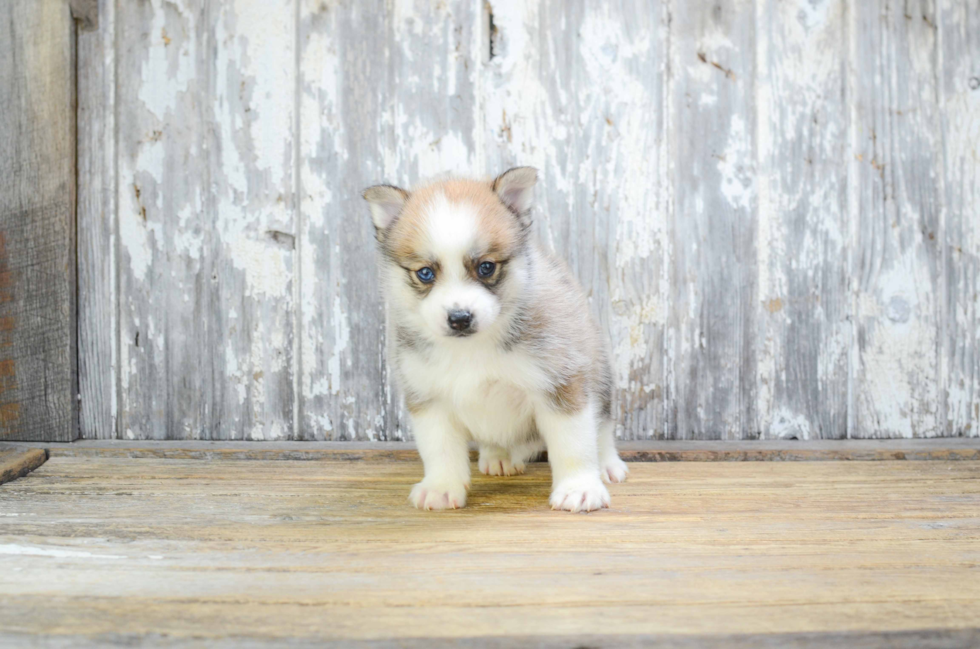 Adorable Mini Husky Designer Puppy