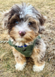 Energetic Mini Aussiedoodle Pup