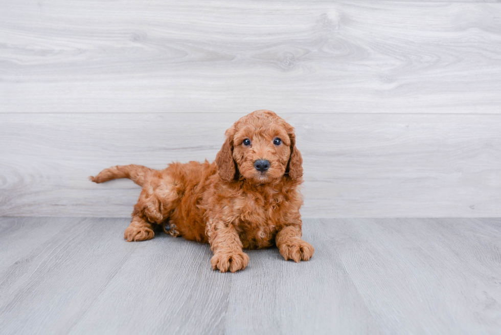 Meet Jax - our Mini Goldendoodle Puppy Photo 1/3 - Premier Pups