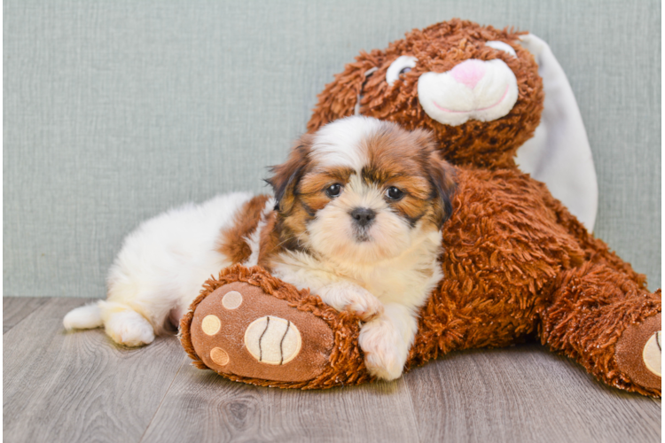 teddy bear shih tzu price