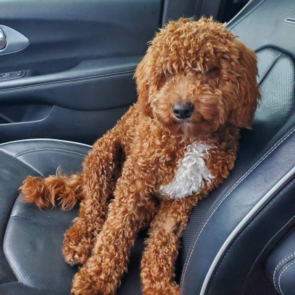 red goldendoodle mini with curly hair. the red goldendoodle is hypoallergenic