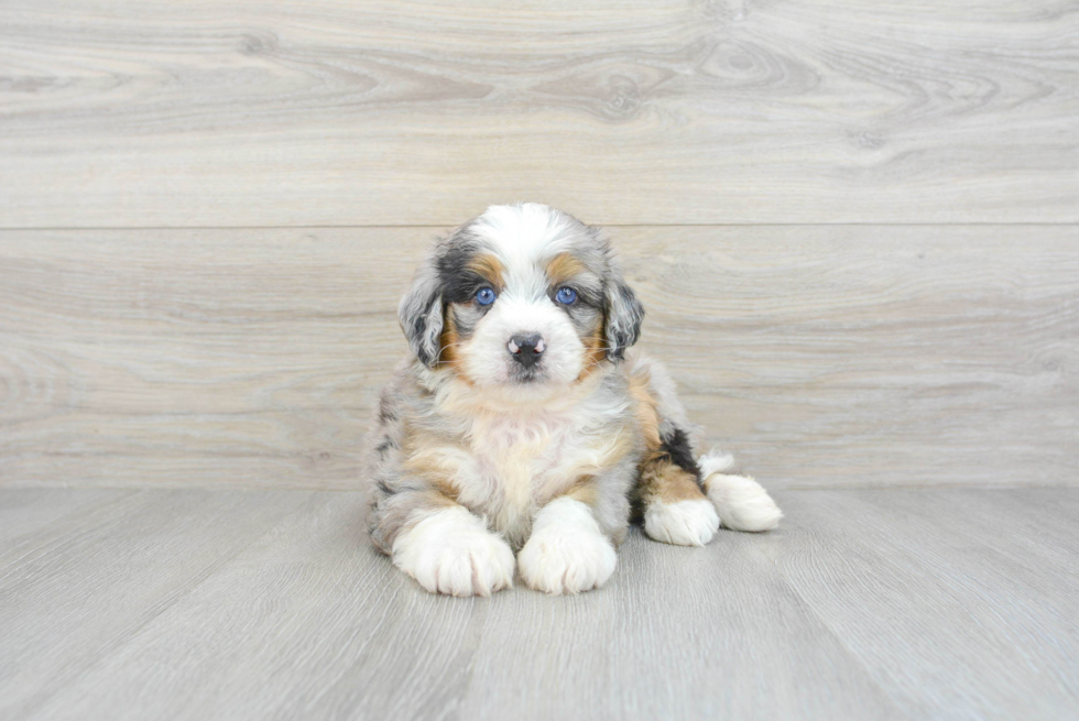 mini bernedoodle puppy with blue eyes sitting facing the camera. what are the pros and cons of ownng a mini bernedoodle - premier pups